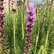 Showtuin Aartselaar Liatris hommel Showtuin rreac04 Publiek Aartselaar Liatris hommel